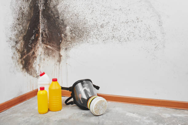 Best Mold Testing  in Decorah, IA
