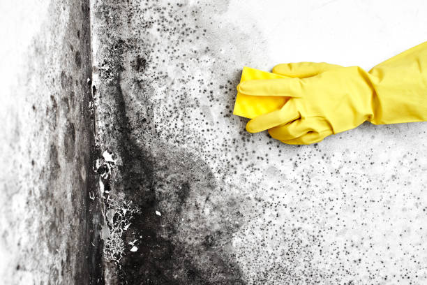 Best Crawl Space Mold Removal  in Decorah, IA