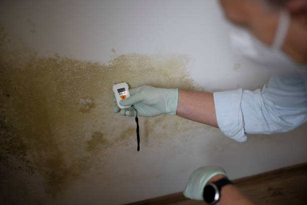 Home Mold Removal in Decorah, IA