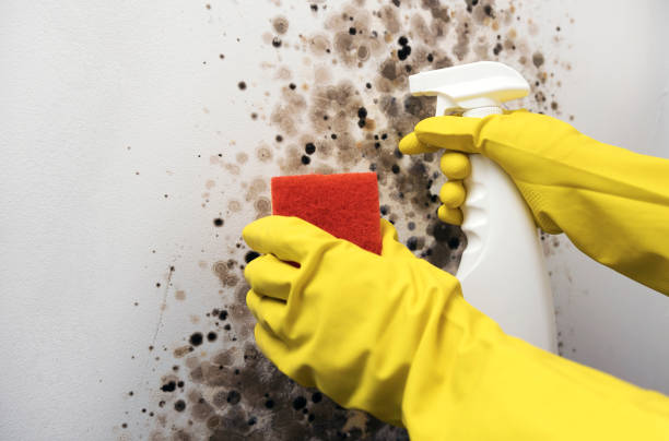 Crawl Space Mold Removal in Decorah, IA