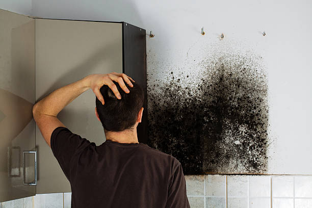 Best Mold Removal Company Near Me  in Decorah, IA