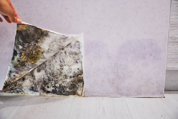 Best Professional Mold Removal  in Decorah, IA